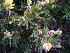 Melaleuca viminalis
