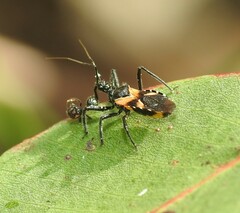 Catasphactes coprias