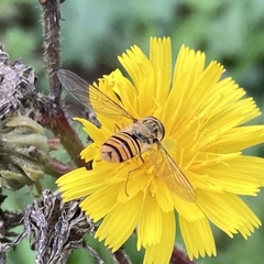 Episyrphus balteatus