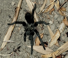 Aphonopelma johnnycashi