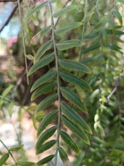 Schinus molle
