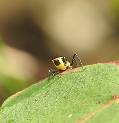 Catasphactes coprias