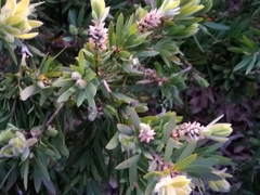 Melaleuca viminalis