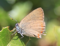 Satyrium esculi