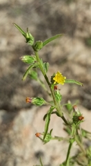Dittrichia graveolens