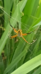 Argiope catenulata