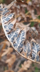 Cryptomycina pteridis