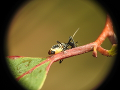 Catasphactes coprias