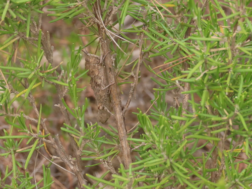 Hooded Stone Grasshopper