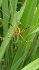 Argiope catenulata