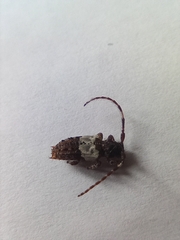 Pogonocherus hispidulus
