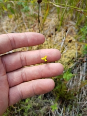 Xyris montana
