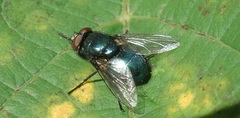 Phormia regina