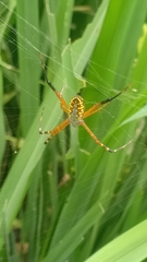 Argiope catenulata