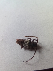 Pogonocherus hispidulus