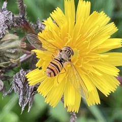 Episyrphus balteatus