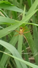 Argiope catenulata