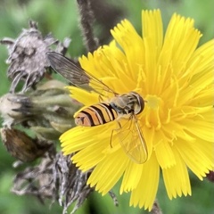 Episyrphus balteatus
