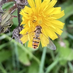 Episyrphus balteatus