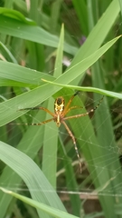 Argiope catenulata