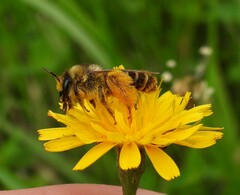 Dasypoda hirtipes