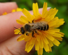 Dasypoda hirtipes