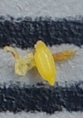 Xyris montana