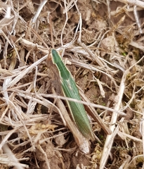 Chorthippus albomarginatus