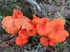 Red Chanterelle - Photo (c) Greg Hanisek, some rights reserved (CC BY-NC), uploaded by Greg Hanisek