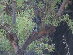 Dendrocopos major hispanus