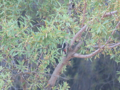 Dendrocopos major hispanus