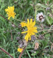 Angiospermae