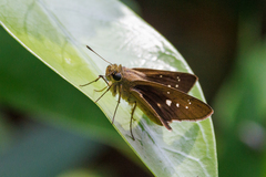 Borbo cinnara