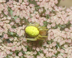 Araniella cucurbitina