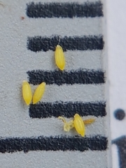 Xyris montana