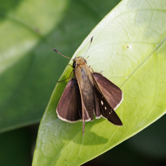Borbo cinnara