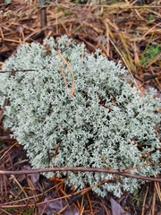 Cladonia portentosa