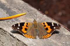 Vanessa indica