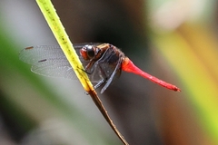Orthetrum chrysis