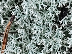 Cladonia portentosa