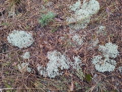 Cladonia portentosa