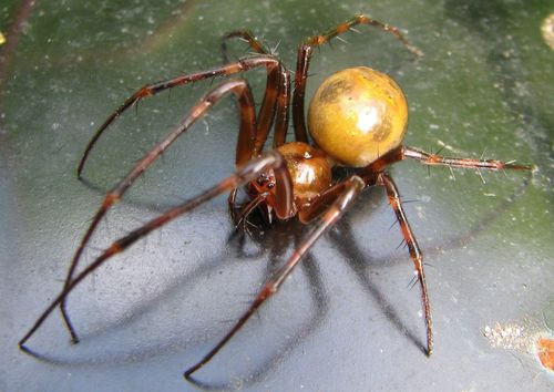 European cave spider
