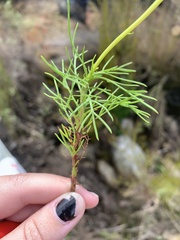 Euryops abrotanifolius