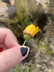 Euryops abrotanifolius