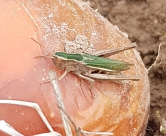 Chorthippus albomarginatus