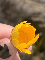 Euryops abrotanifolius
