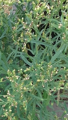 Erigeron floribundus