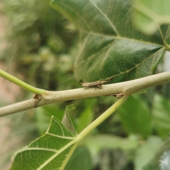 Nacolus assamensis