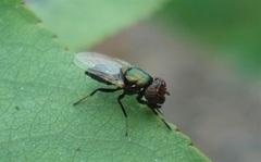 Physiphora alceae