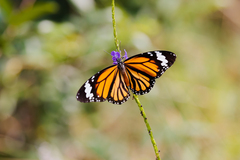 Danaus genutia